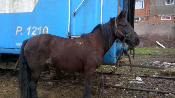 Imagen adicional