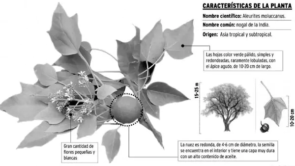 Imagen adicional