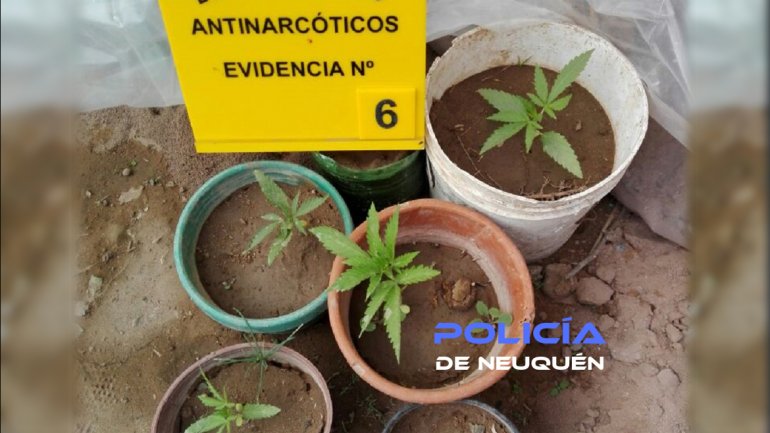 Imagen adicional